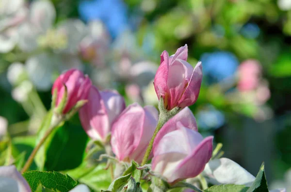 Jóvenes flores de manzano en el jardín de primavera — Foto de Stock