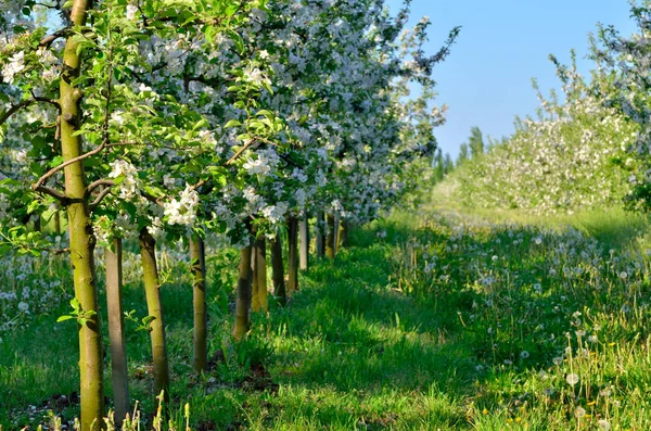 Young apple trees blooming in the spring garden — Stock Photo, Image