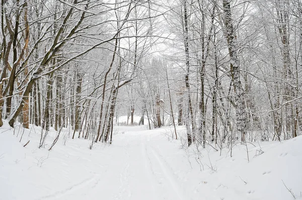 Strada forestale coperta di neve nella foresta invernale — Foto Stock