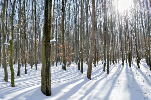 Promienie słońca przez drzewa w lesie zimą. — Zdjęcie stockowe