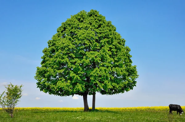 Árbol solitario en el fondo del cielo azul —  Fotos de Stock