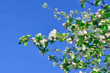 Bahar bahçede genç elma ağacı çiçek