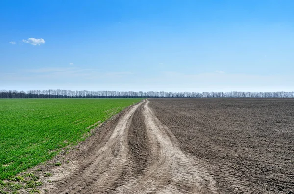 Campo verde sullo sfondo del cielo blu — Foto Stock