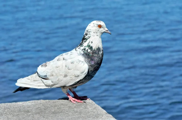 Bir taş, deniz arka plan üzerinde oturan lonesome dove — Stok fotoğraf