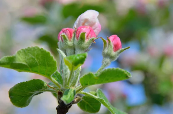 Jonge appelboom bloemen in de lentetuin — Stockfoto