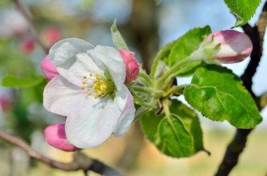 Bahar bahçede genç elma ağacı çiçek
