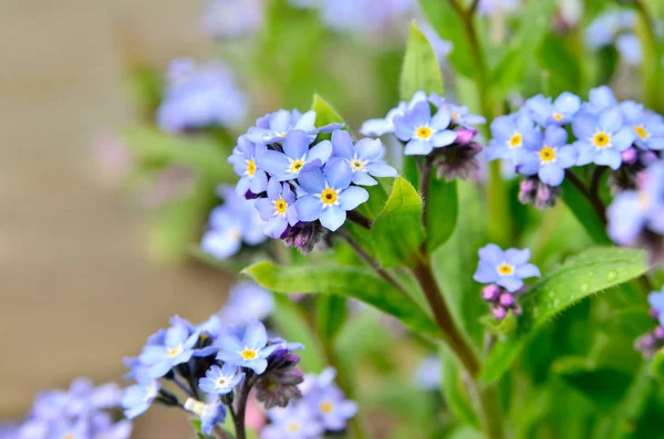 Яркие пучки голубых цветов молодые забывчивые — стоковое фото