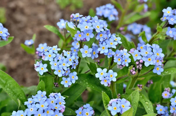 Bright bunches of blue flowers young forget-me — Stock Photo, Image