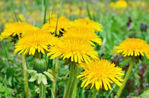 Las flores amarillas los dientes de león entre la hierba verde sobre el césped — Foto de Stock