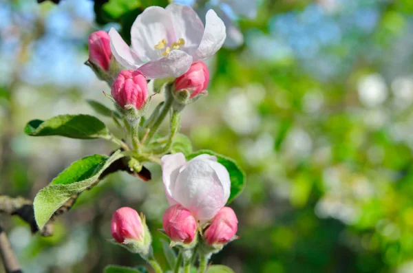 Jonge appelboom bloemen in de lentetuin — Stockfoto