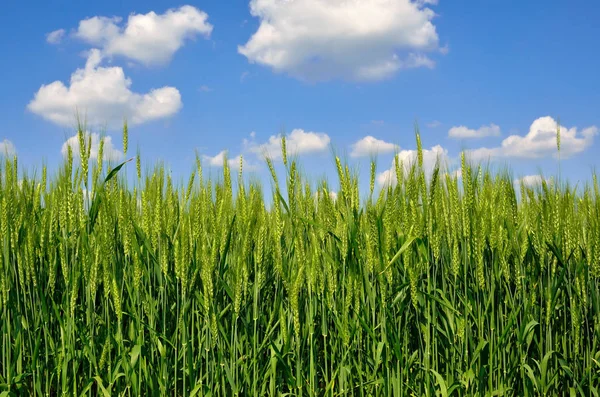 Oung ears of grain on the background of blue sky — Stock Photo, Image