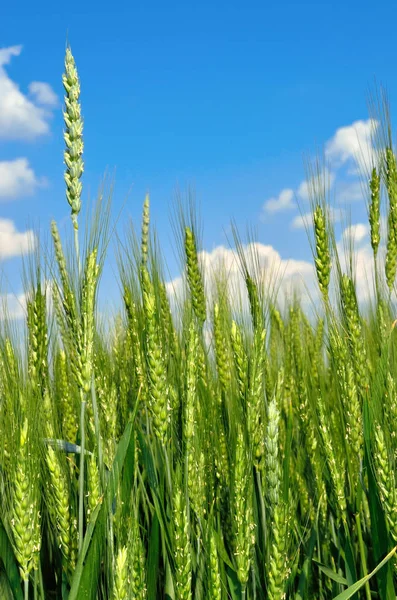 Des épis de grain sur fond de ciel bleu — Photo