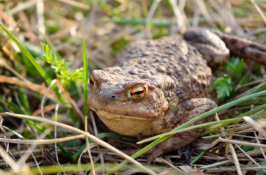 Büyük dünya kurbağa--dan sığınak kuru ot içinde AVI