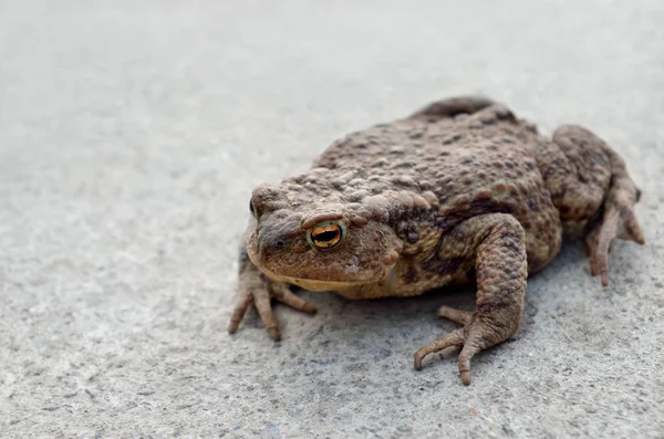 Grand crapaud de terre assis sur une route en béton — Photo