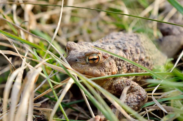 Grand crapaud de terre chasse à l'abri dans l'herbe sèche — Photo