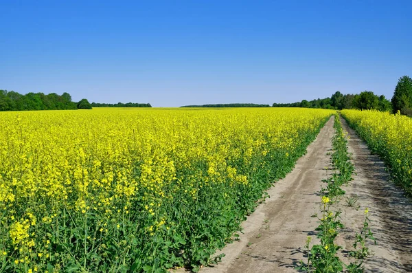 Dirt road among the rape field against the blue sky — Stock Photo, Image