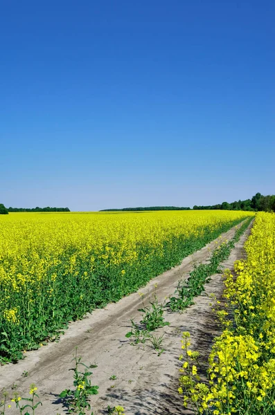 Dirt road among the rape field against the blue sky — Stock Photo, Image