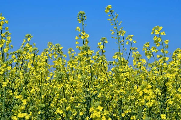 Rape crop on the background of the blue sky — Stock Photo, Image