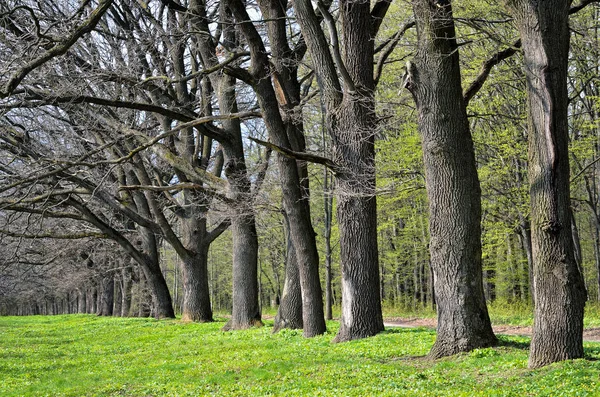 Az öreg tölgyek, kora tavasszal az erdő sikátor — Stock Fotó