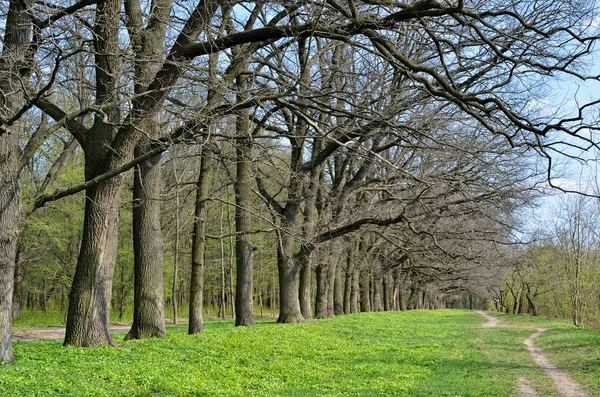 Alej starých dubů v brzy na jaře v lese — Stock fotografie