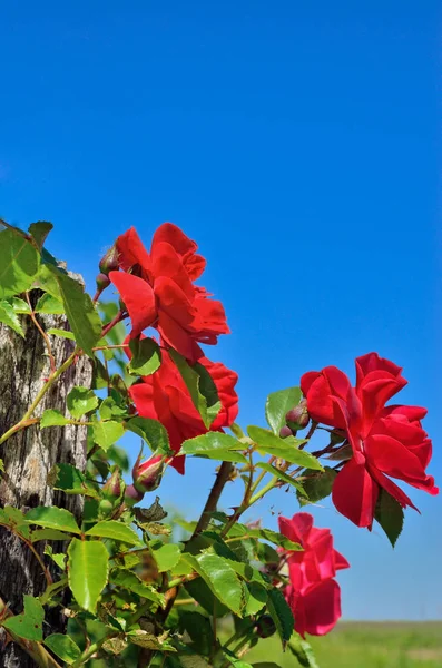 Flor de rosa roja en el jardín en el fondo del cielo azul — Foto de Stock