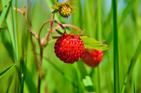 Άγριες φράουλες Berry μεγαλώνει στο χορτάρι στο δάσος — Φωτογραφία Αρχείου
