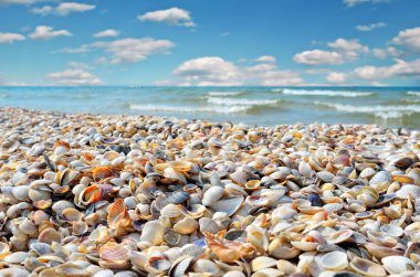 Dalgalar deniz kabukları yapılan temiz plaj yıkanmış.