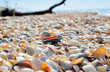 Dalgalar deniz kabukları yapılan temiz plaj yıkanmış.