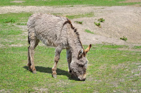 Les jeunes ânes nourrissent la paille et l'herbe dans le zoo — Photo