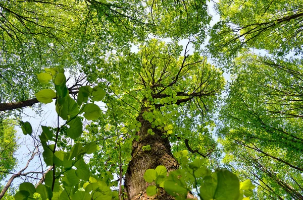 Schlanke Bäume in jungem Waldgrün im Sommer — Stockfoto