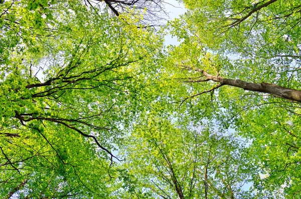 Árvores delgadas na floresta jovem verde no verão — Fotografia de Stock