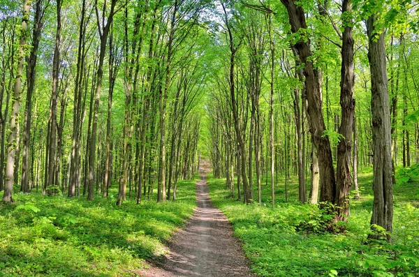 Štíhlé stromy v mladém lese zelené v létě — Stock fotografie
