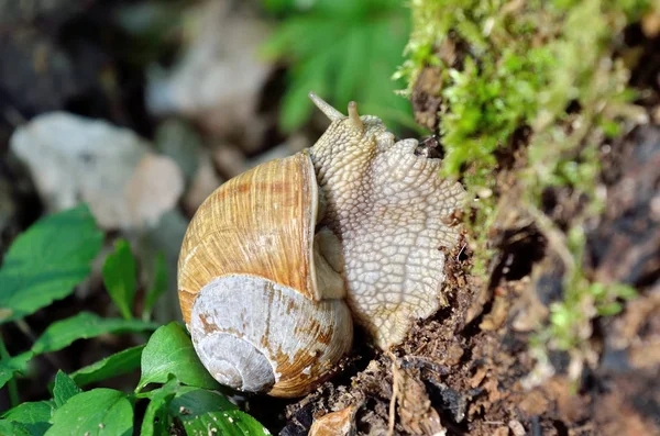 Large forest snail crawls along the old stump — Stock Photo, Image