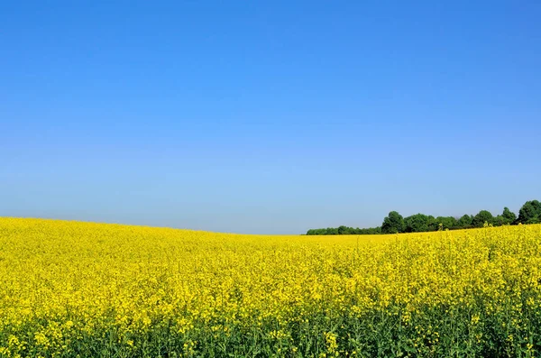 Flowering rape against the blue sky — Stock Photo, Image