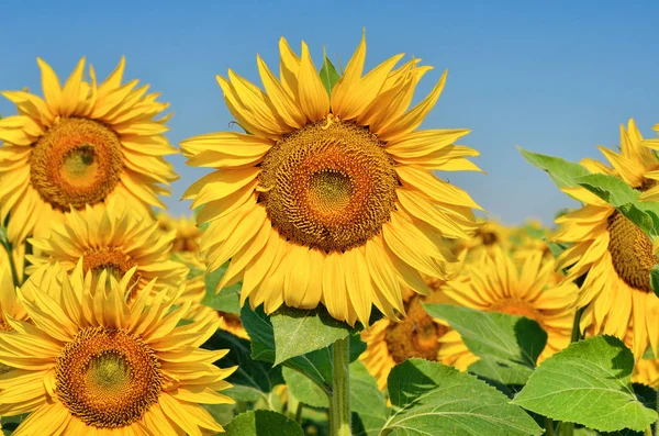 Young sunflowers bloom in field against a blue sky — Stock Photo, Image