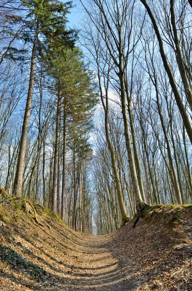 Amplio camino en el bosque de primavera contra el fondo de los árboles —  Fotos de Stock