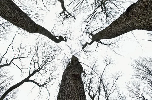 Nakna trädgrenar mot molnig himmel bakgrund — Stockfoto