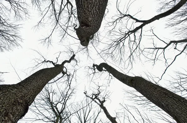 Nackte Äste vor wolkenverhangenem Himmel — Stockfoto