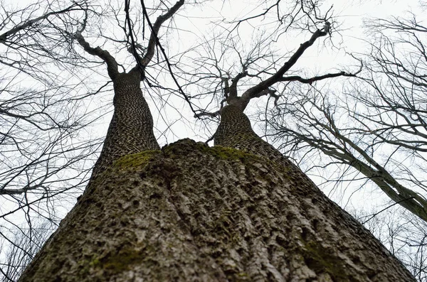 Обнаженные ветви деревьев на облачном фоне неба — стоковое фото