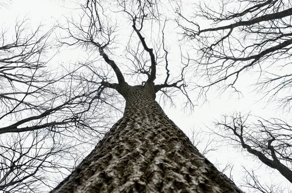 Naakte boomtakken tegen de achtergrond van de bewolkte hemel — Stockfoto