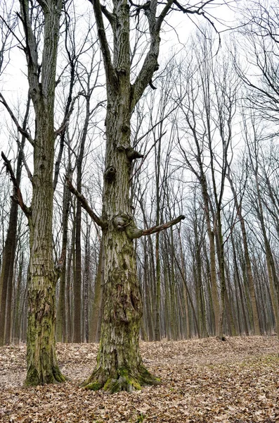 Nakna trädgrenar mot molnig himmel bakgrund — Stockfoto