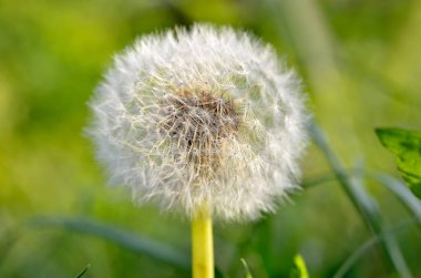 Kabarık dandelions yeşil çayır üzerinde büyüyen