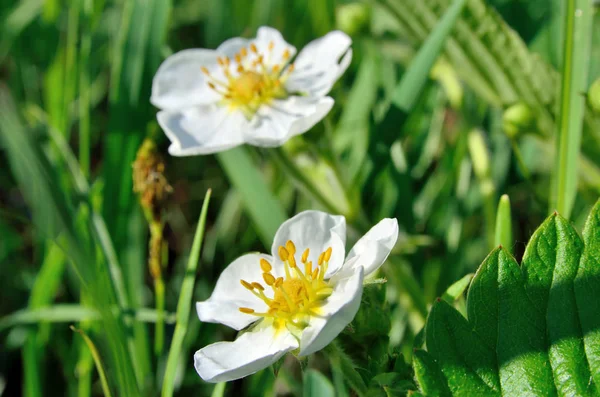 White flowers of wild strawberry in the forest in summer — Stock Photo, Image