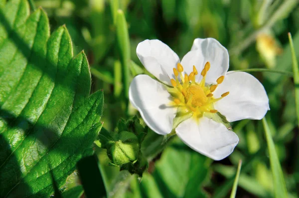 White flowers of wild strawberry in the forest in summer — Stock Photo, Image