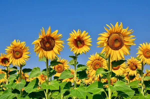 Jonge zonnebloemen bloeien in veld tegen een blauwe hemel — Stockfoto