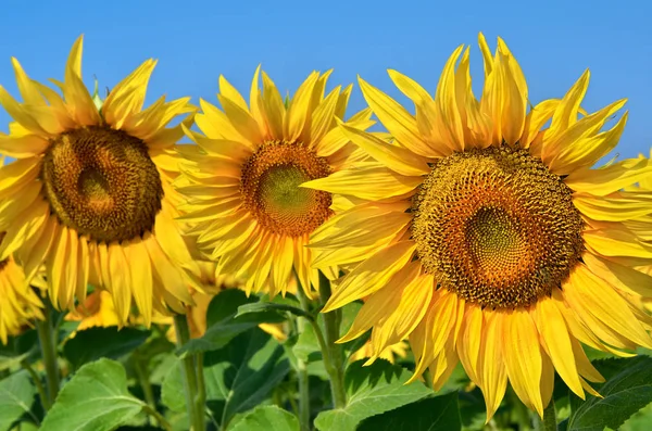 Jonge zonnebloemen bloeien in veld tegen een blauwe hemel — Stockfoto