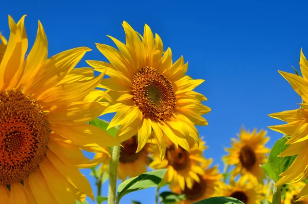 Young sunflowers bloom in field against a blue sky — Stock Photo, Image