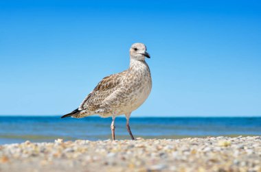 Doğal ortamlarında büyük Karadeniz martılar