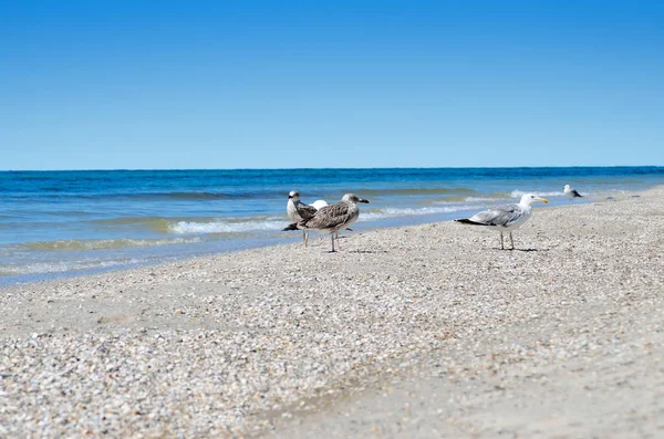 Large Black Sea seagulls in the natural habitat