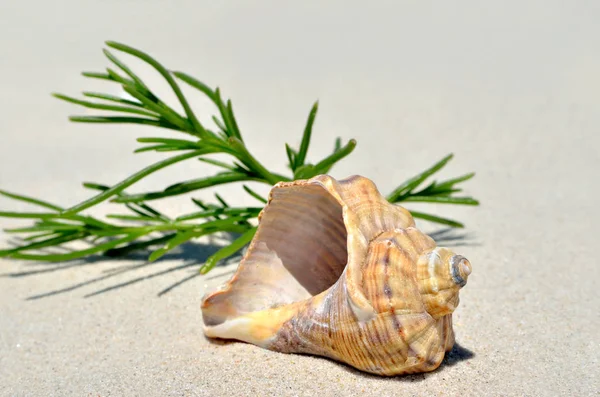 An empty shell lying on the sand in the desert — Stock Photo, Image